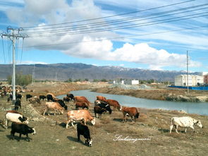 不到新疆你都不知道他的辽阔他的美 9天包车自助游