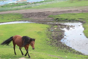 带娃去草原 呼伦贝尔大草原包车自由行,呼伦贝尔旅游攻略,呼伦贝尔自助游攻略