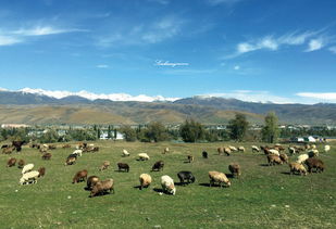 不到新疆你都不知道他的辽阔他的美 9天包车自助游