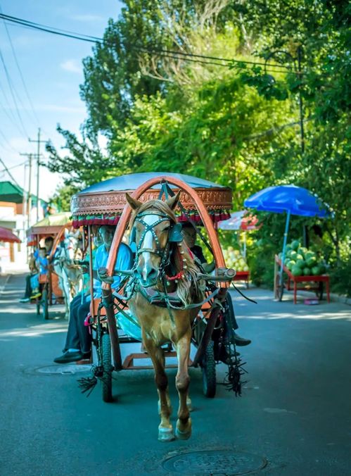 7月是伊犁最美的季节,为什么不要跟团,一定要自由行包车去伊犁呢