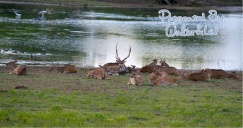 全是干货 斯里兰卡包车双人十天自助游记 英文