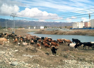 不到新疆你都不知道他的辽阔他的美 9天包车自助游