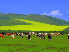 长沙到呼伦贝尔旅游攻略包车 自助游包车