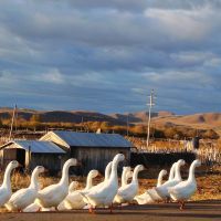 刘乃明/呼伦贝尔自助游包车的商家空间 | 游多多旅游自助超市