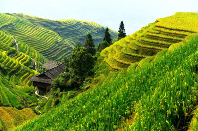 金秋九月桂林阳朔龙脊梯田包车自助游全攻略